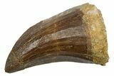 Fossil Mosasaur (Mosasaurus) Tooth - Morocco #353204-1
